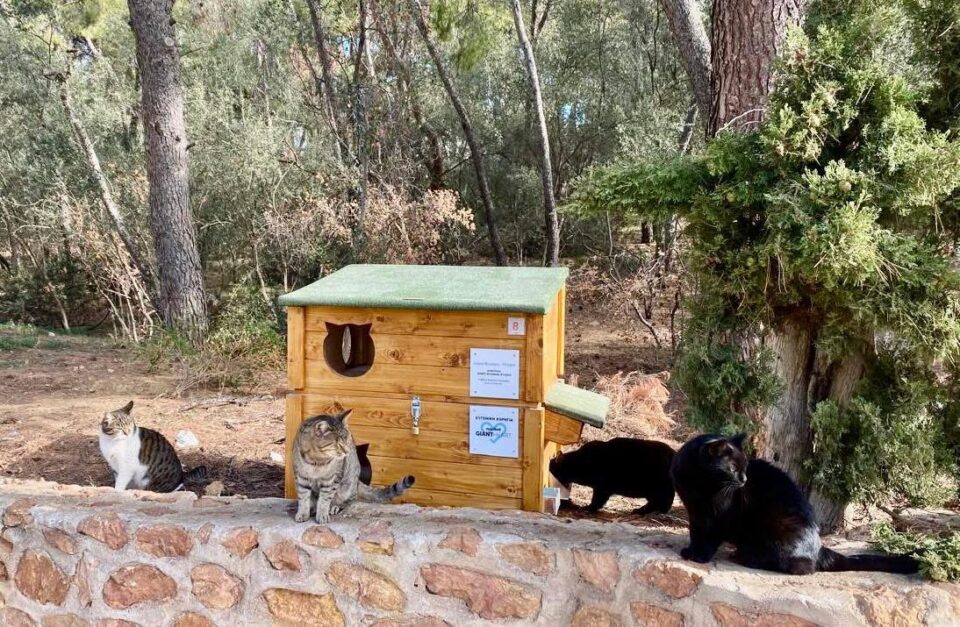 Δωρεάν τροφή για τα αδέσποτα του Δήμου